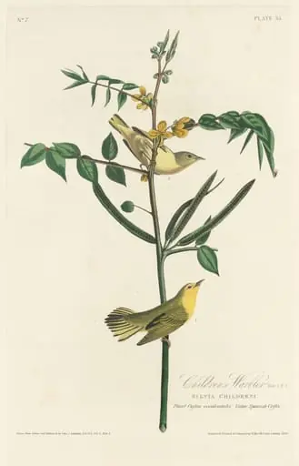 Children's Warbler, by Robert Havell Jr.