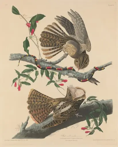 Chuck Will's Widow, by Robert Havell Jr., 1829