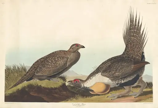 Cock of the Plains, by Robert Havell Jr.