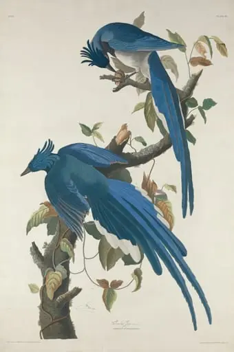 Columbia Jay, by Robert Havell Jr.