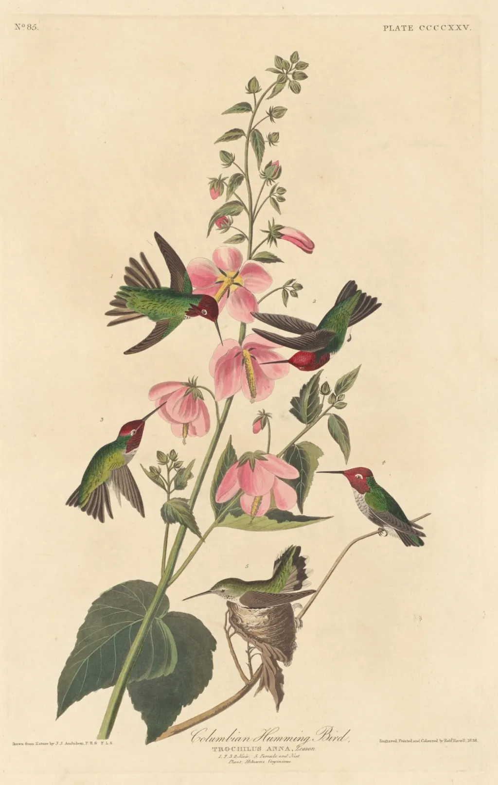 Columbian Humming Bird, by Robert Havell Jr., ink, 1838