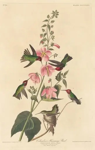 Columbian Humming Bird, by Robert Havell Jr.
