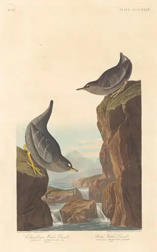 Columbian Water Ouzel and Arctic Water Ouzel, by Robert Havell Jr.