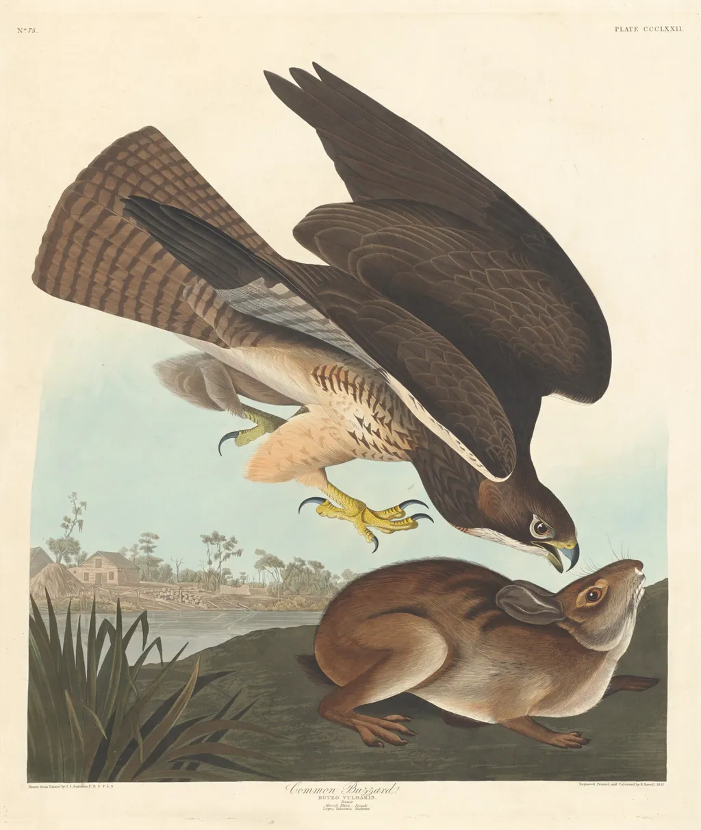 Common Buzzard, by Robert Havell Jr., ink, 1837