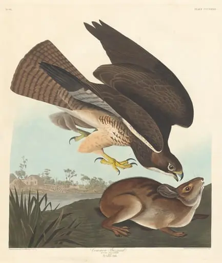 Common Buzzard, by Robert Havell Jr.