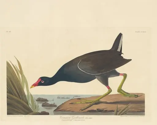 Common Gallinule, by Robert Havell Jr.