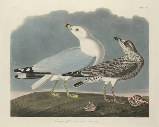 Common Gull, by Robert Havell Jr.