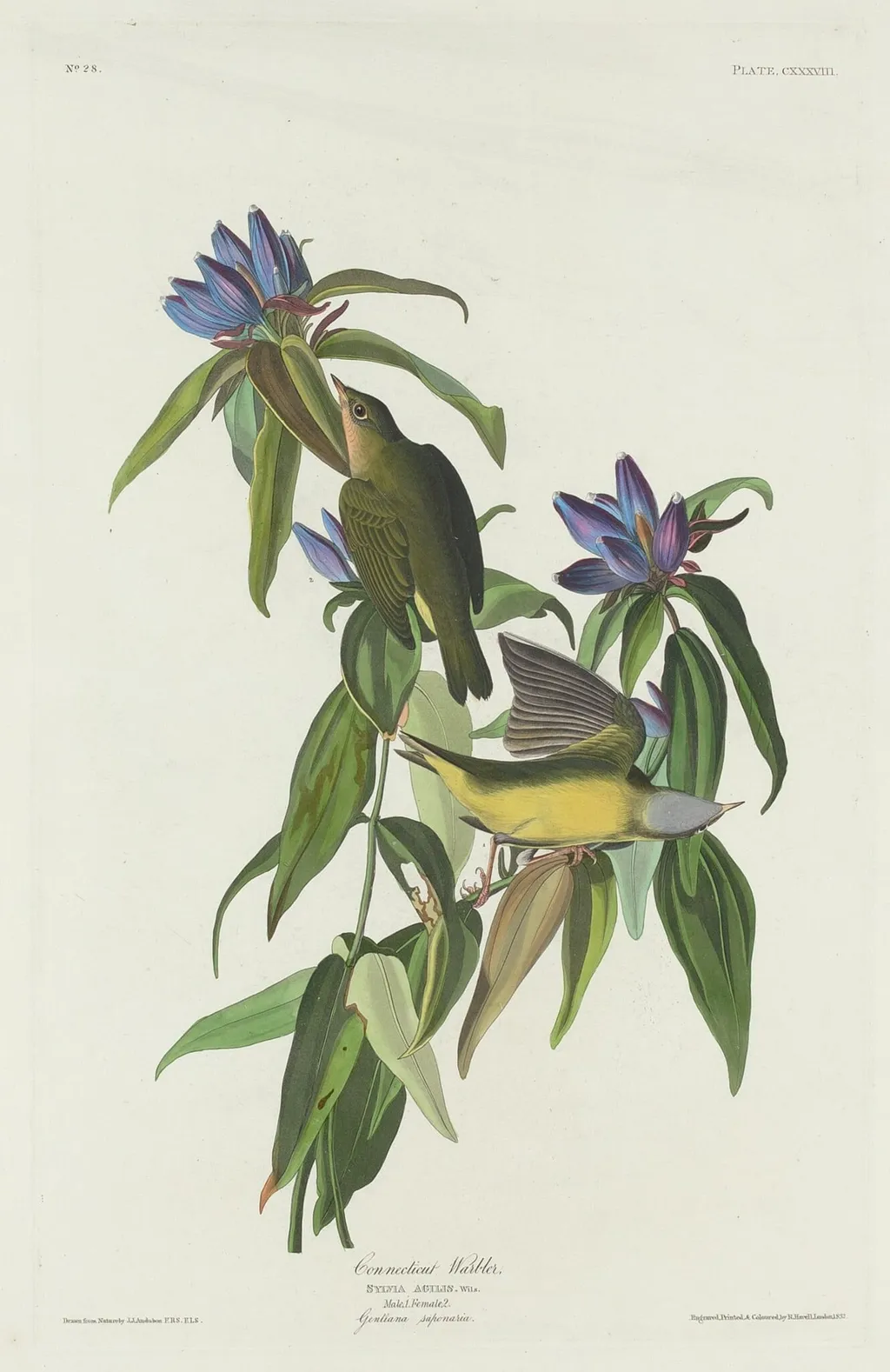 Connecticut Warbler, by Robert Havell Jr., ink, 1832