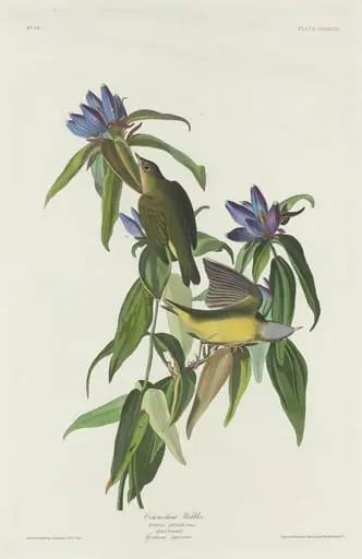 Connecticut Warbler, by Robert Havell Jr.