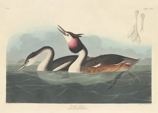 Crested Grebe, by Robert Havell Jr.