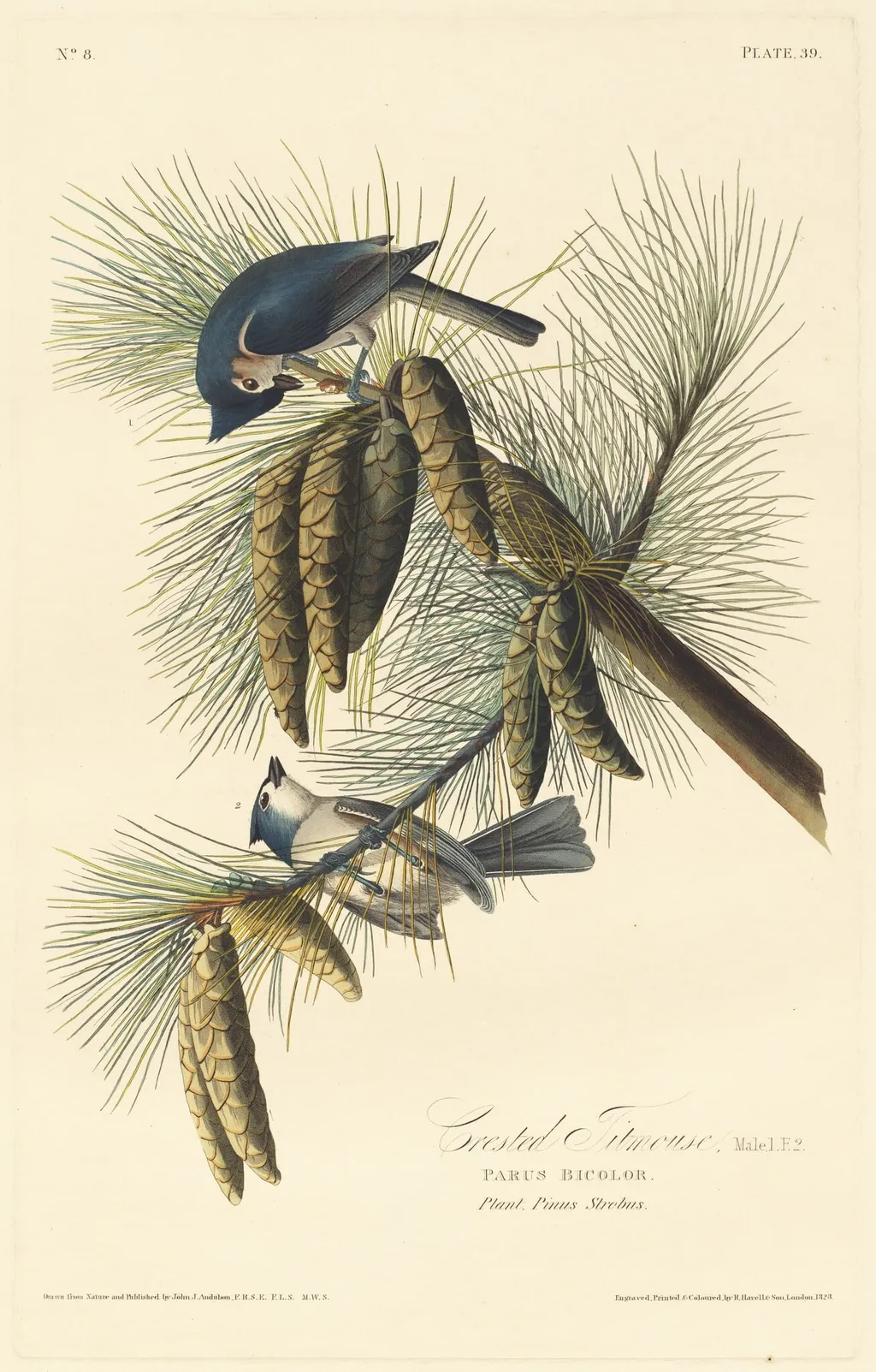 Crested Titmouse, by Robert Havell Jr., ink, 1828