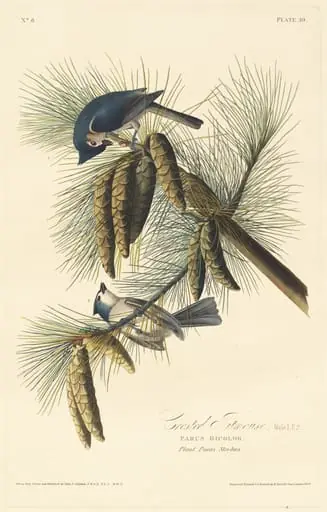Crested Titmouse, by Robert Havell Jr.