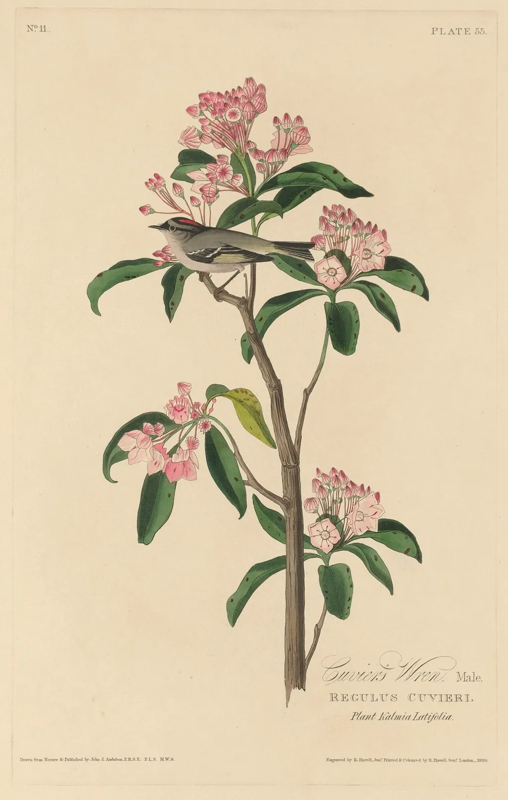 Cuvier's Wren, by Robert Havell Jr., ink, 1829