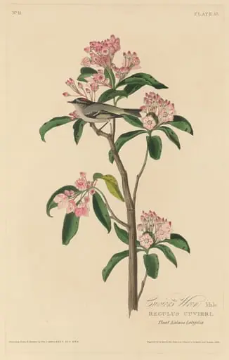 Cuvier's Wren, by Robert Havell Jr.