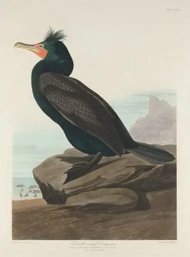 Double-crested Cormorant, by Robert Havell Jr.