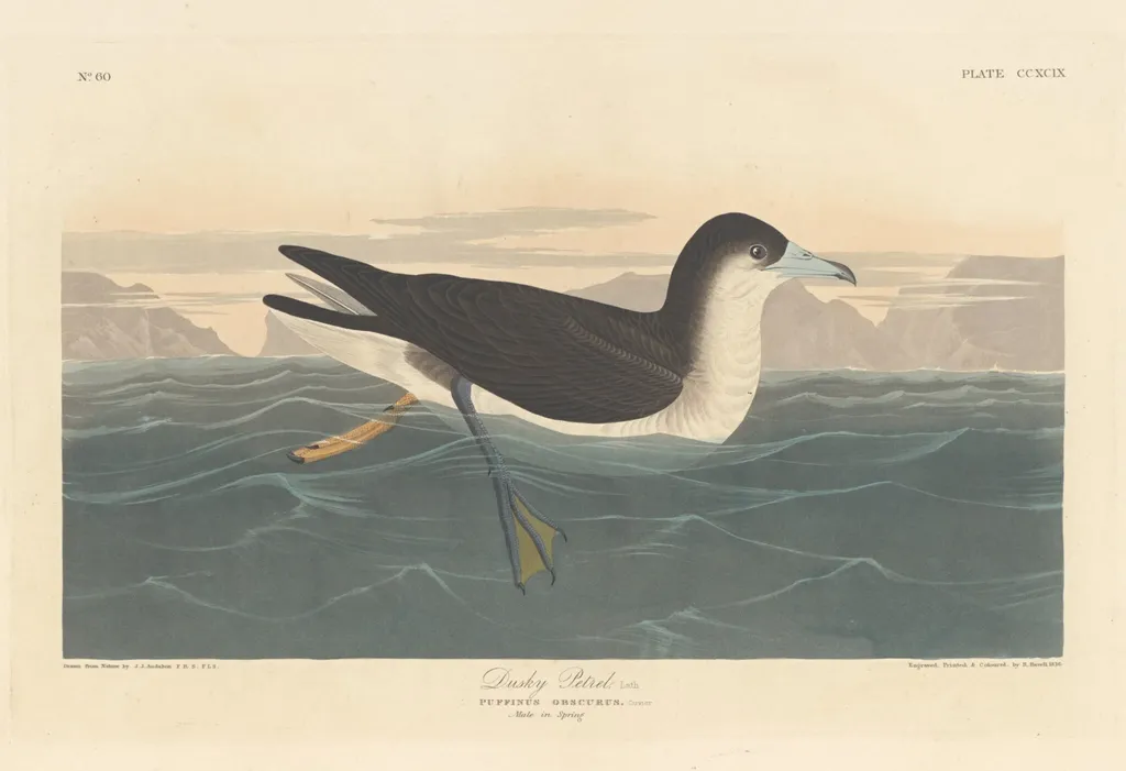 Dusky Petrel, by Robert Havell Jr., ink, 1836