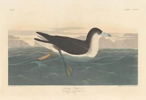 Dusky Petrel, by Robert Havell Jr.