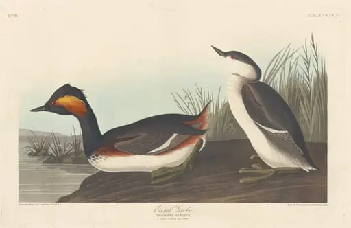 Eared Grebe, by Robert Havell Jr.