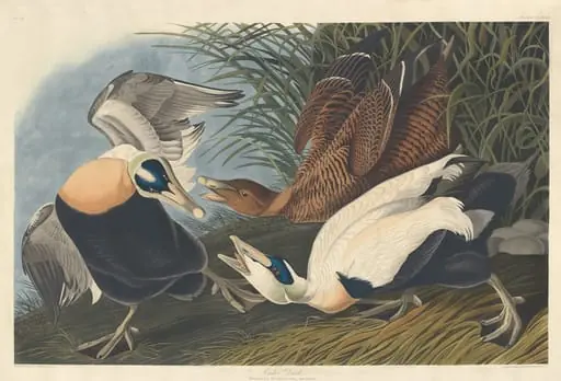 Eider Duck, by Robert Havell Jr.
