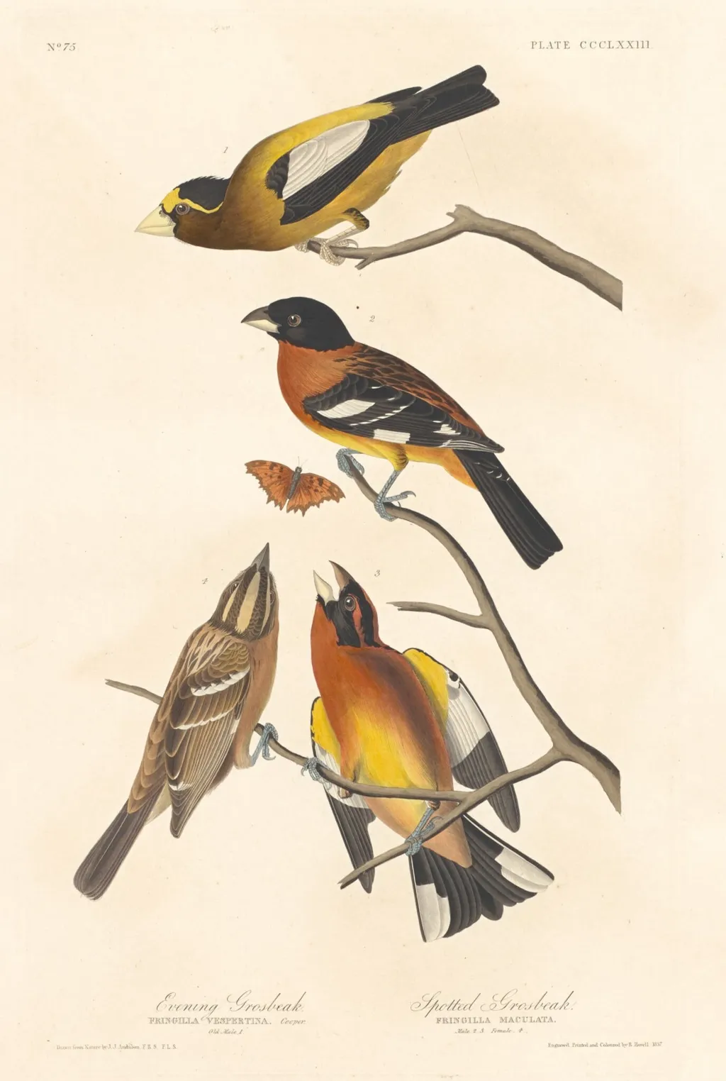 Evening Grosbeak and Spotted Grosbeak, by Robert Havell Jr., ink, 1837
