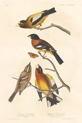 Evening Grosbeak and Spotted Grosbeak, by Robert Havell Jr.