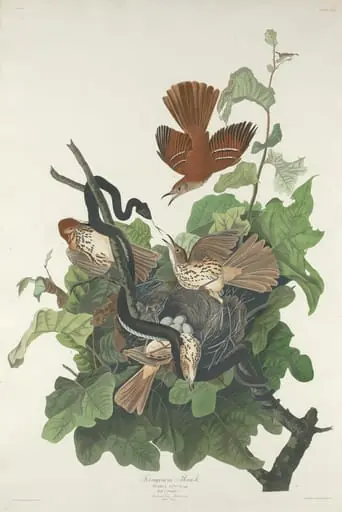 Ferruginous Thrush, by Robert Havell Jr.
