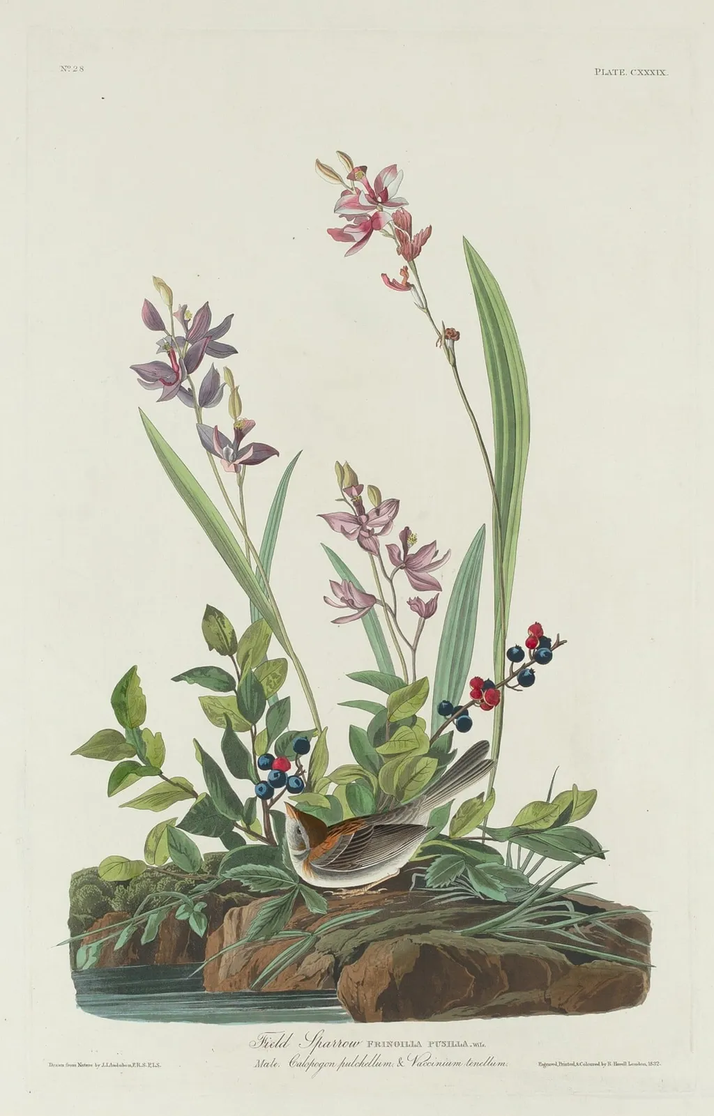 Field Sparrow, by Robert Havell Jr., ink, 1832
