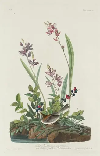 Field Sparrow, by Robert Havell Jr.