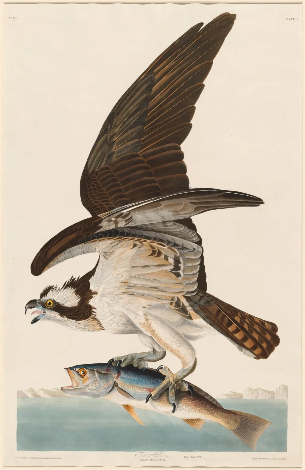 Fish Hawk, by Robert Havell Jr., ink, 1830