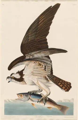 Fish Hawk, by Robert Havell Jr.