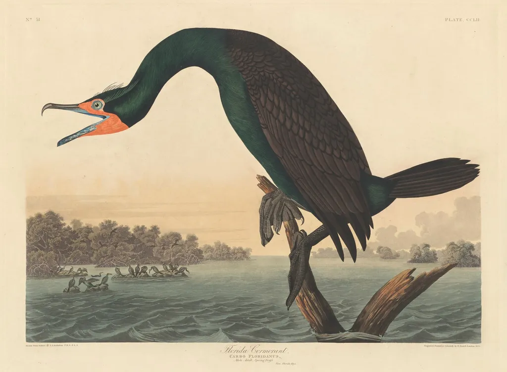 Florida Cormorant, by Robert Havell Jr., ink, 1835