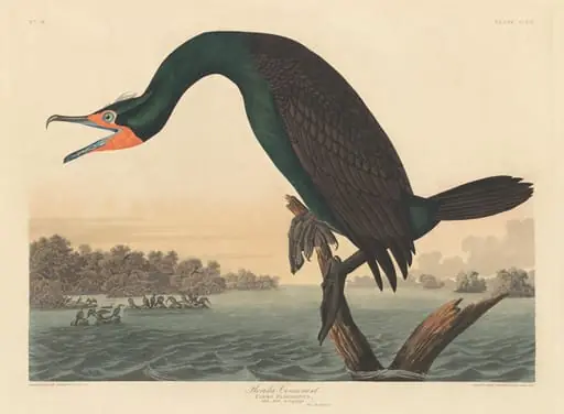 Florida Cormorant, by Robert Havell Jr.
