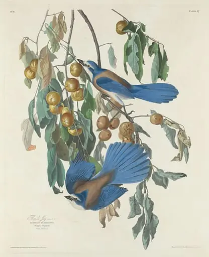 Florida Jays, by Robert Havell Jr.