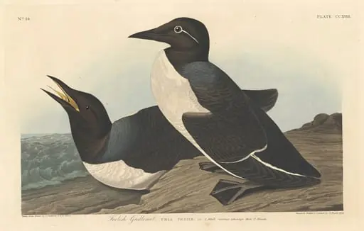 Foolish Guillemot, by Robert Havell Jr.