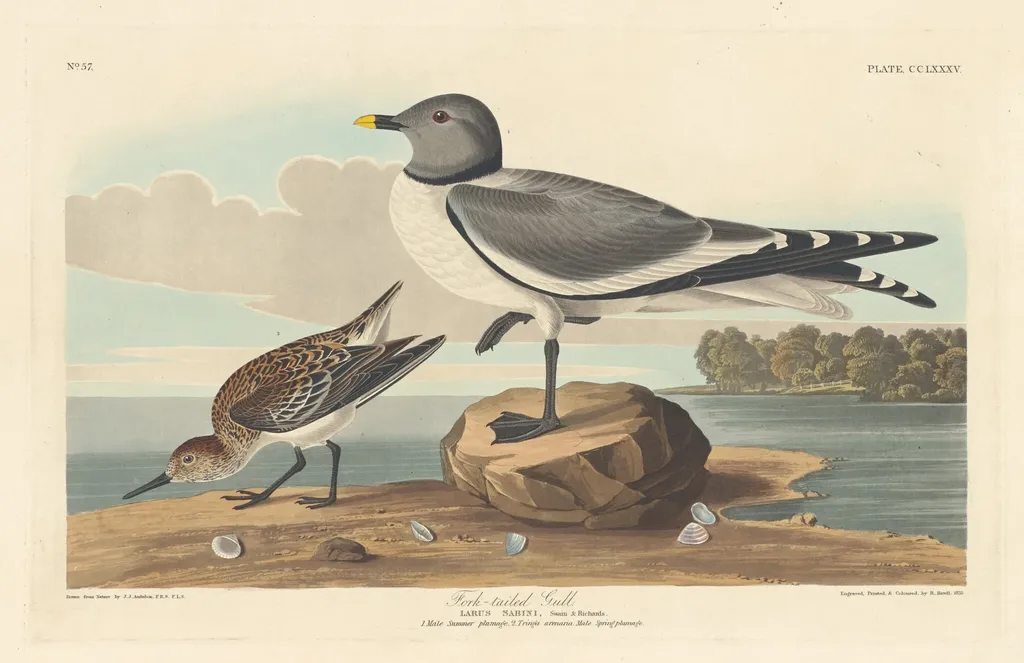 Fork-tailed Gull, by Robert Havell Jr., ink, 1835