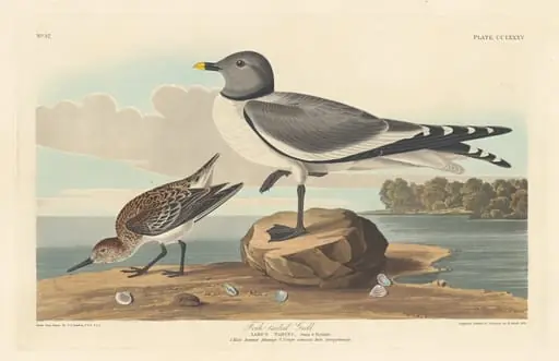 Fork-tailed Gull, by Robert Havell Jr.