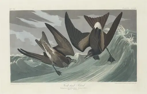 Fork-tailed Petrel, by Robert Havell Jr.