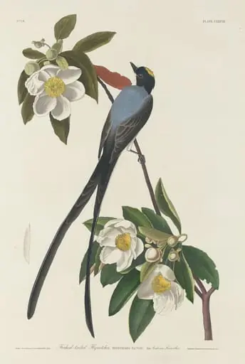 Forked-tail Flycatcher, by Robert Havell Jr.