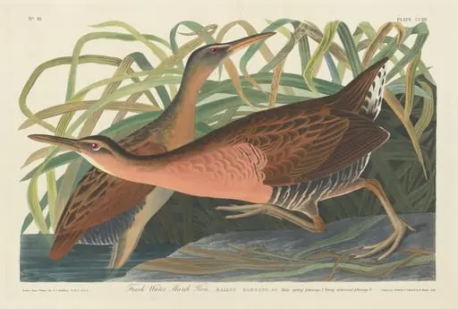 Fresh Water Marsh Hen, by Robert Havell Jr.