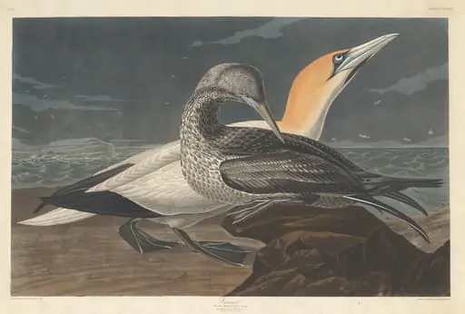 Gannet, by Robert Havell Jr.