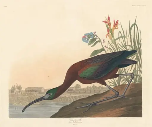 Glossy Ibis, by Robert Havell Jr.