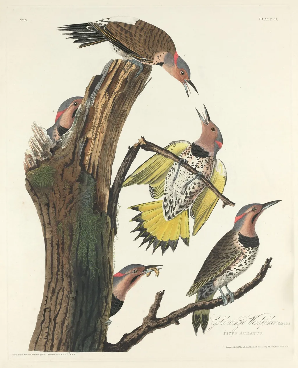 Gold-winged Woodpecker, by Robert Havell Jr., ink, 1828