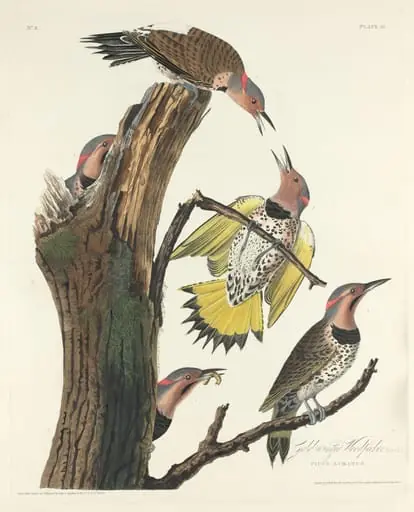Gold-winged Woodpecker, by Robert Havell Jr.