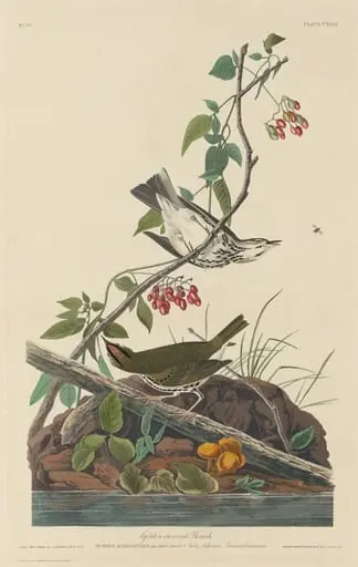 Golden-Crowned Thrush, by Robert Havell Jr.