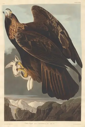 Golden Eagle, by Robert Havell Jr.