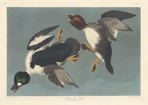 Golden-eye Duck, by Robert Havell Jr.