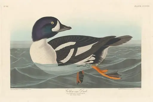 Golden-eye Duck