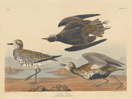 Golden Plover, by Robert Havell Jr.