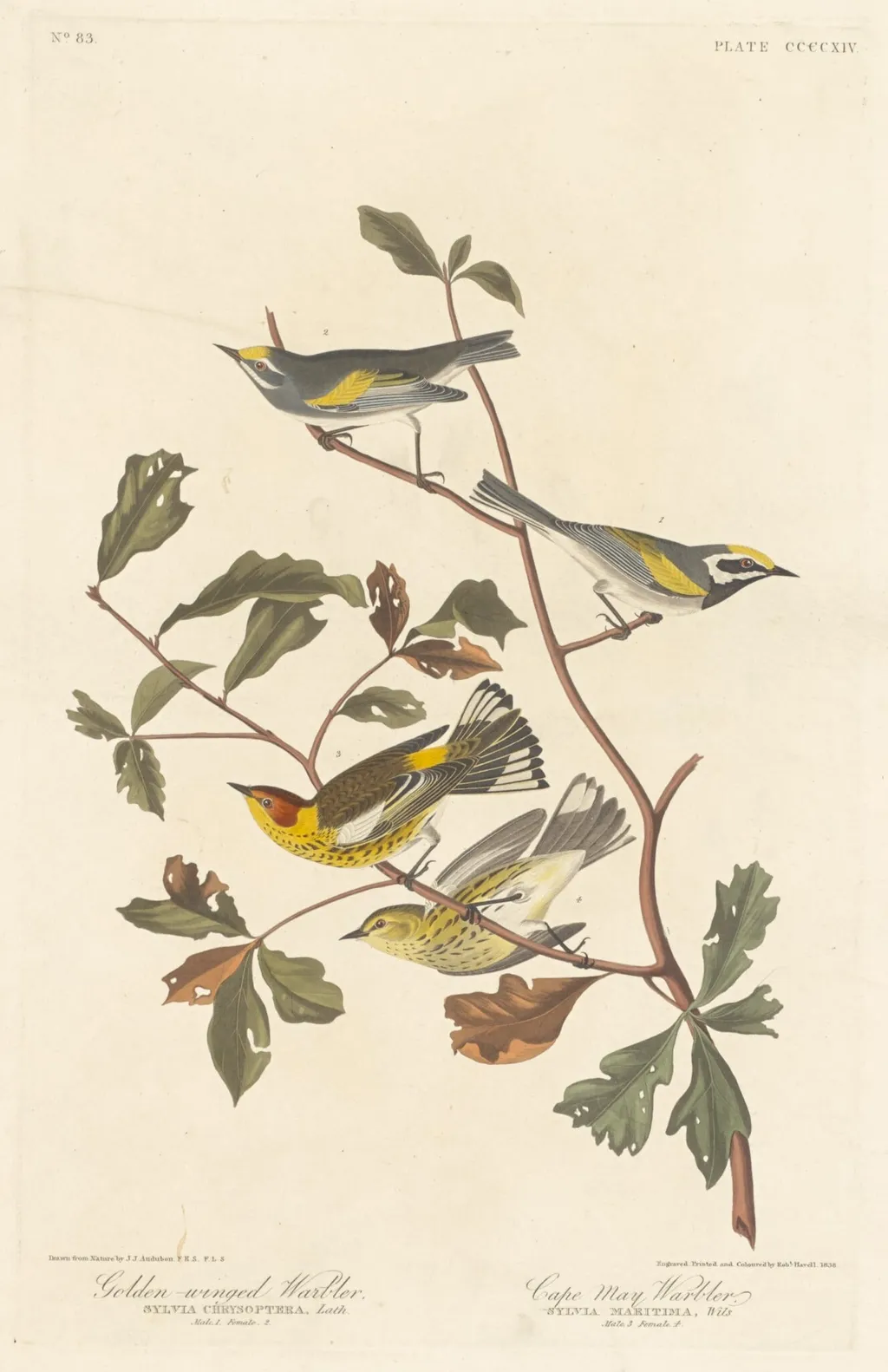 Golden-winged Warbler and Cape May Warbler, by Robert Havell Jr., ink, 1838