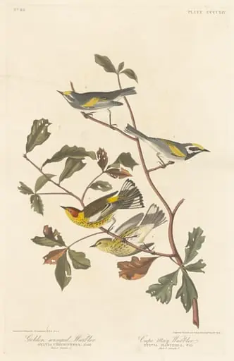 Golden-winged Warbler and Cape May Warbler, by Robert Havell Jr.